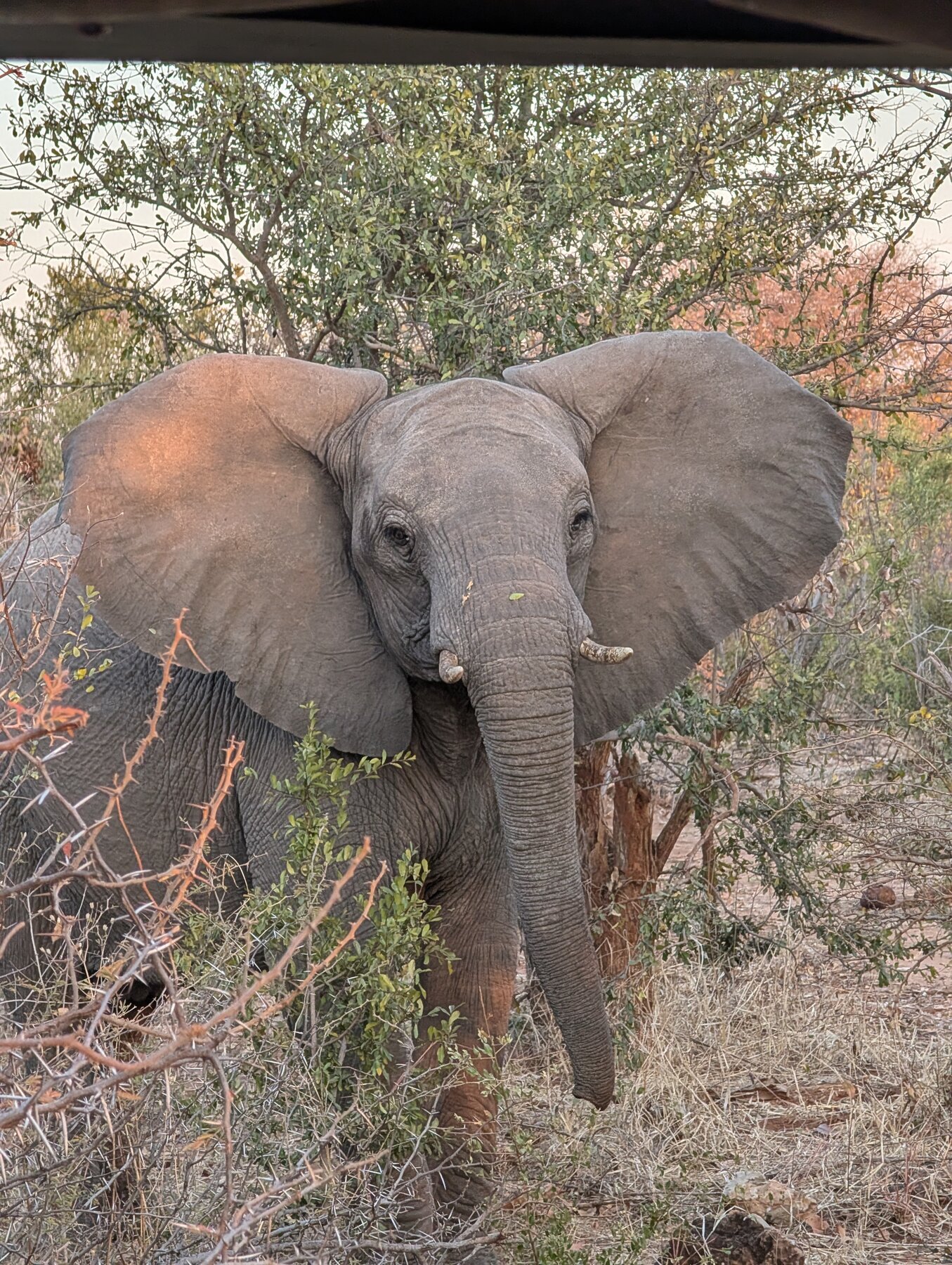 Our morning morning game drive featured more elephants than we can count. This juvenile is learning to flap its ears to look threatening.