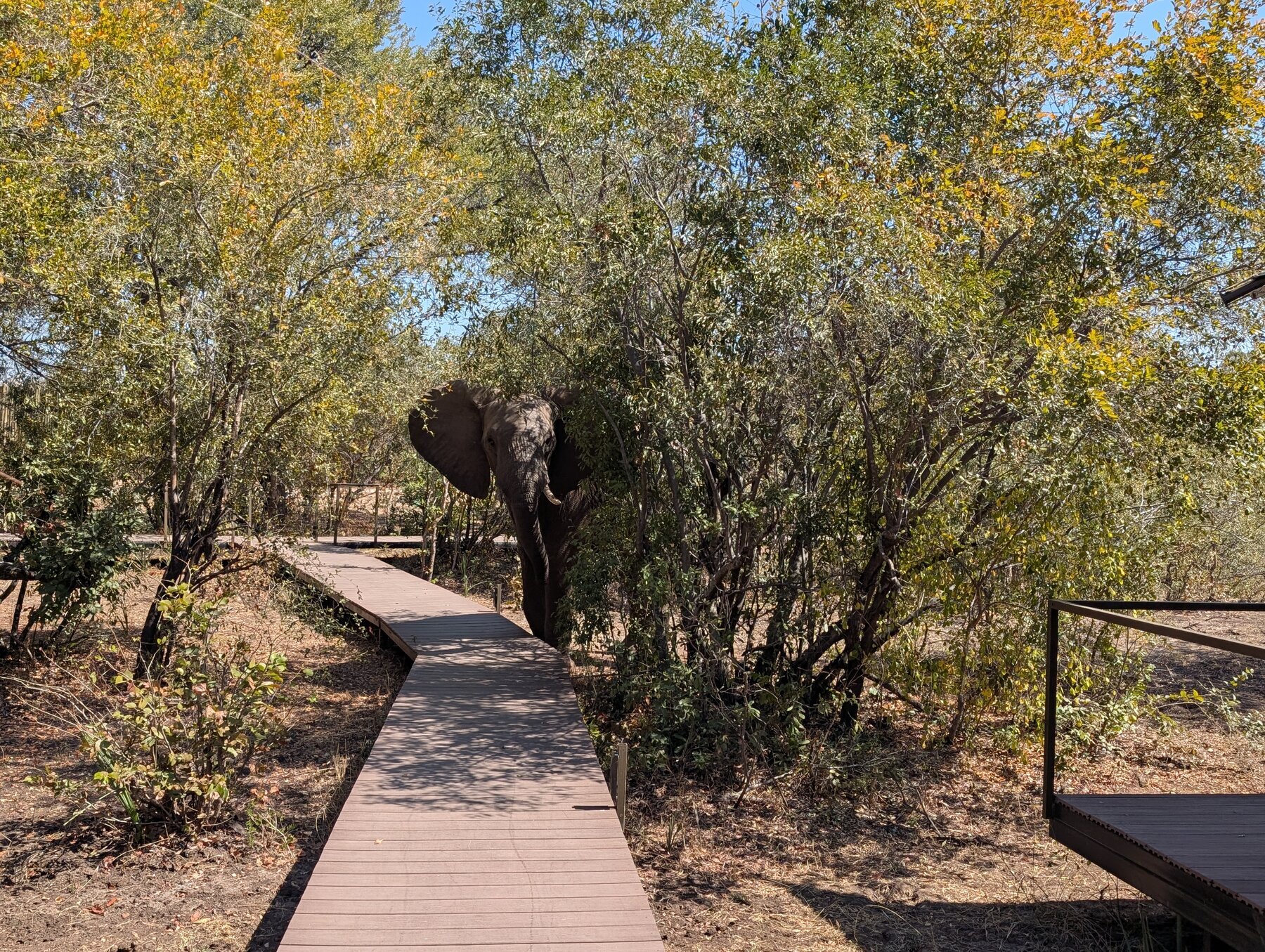 We needed to leave our room to get back to the main lodge building ... but this elephant had other ideas.