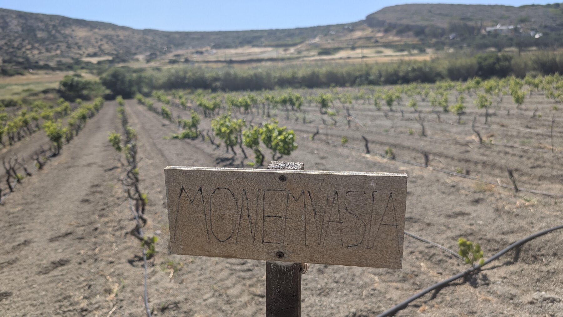 The vineyards of Kostankis