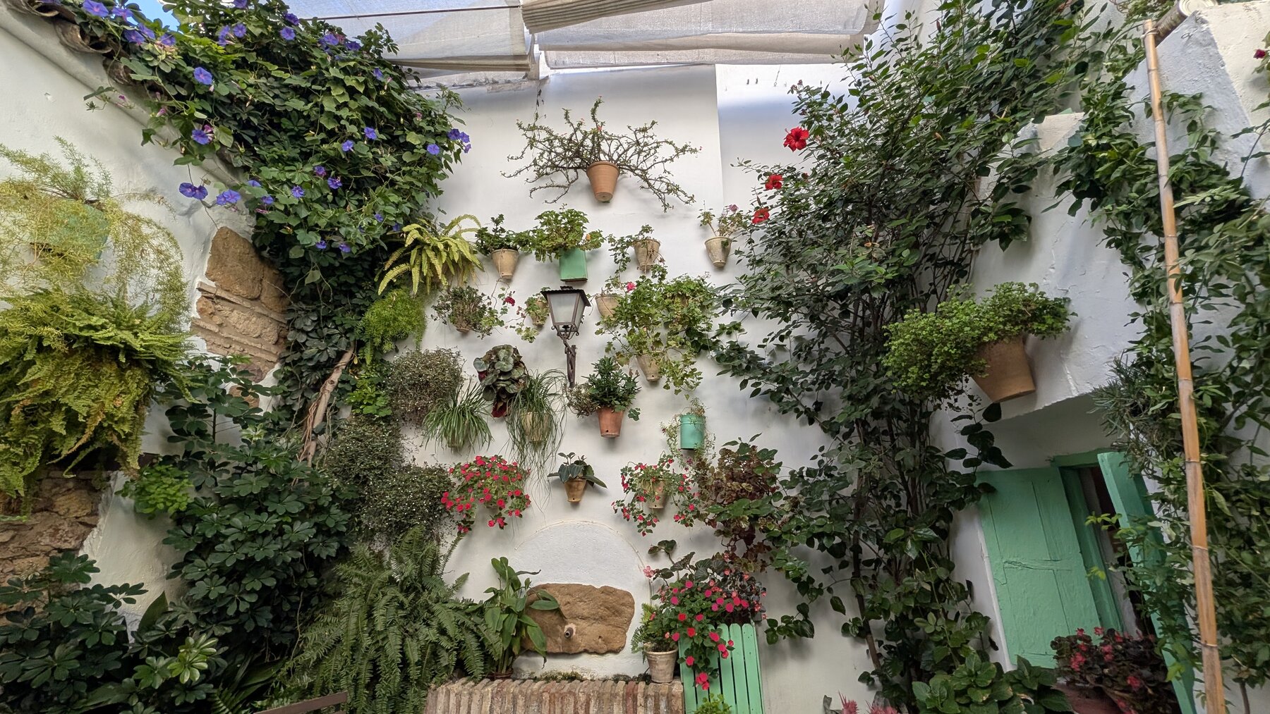 A typical patio on Cordoba's Ruta de Patios -- each one lovingly tended by its owners.
