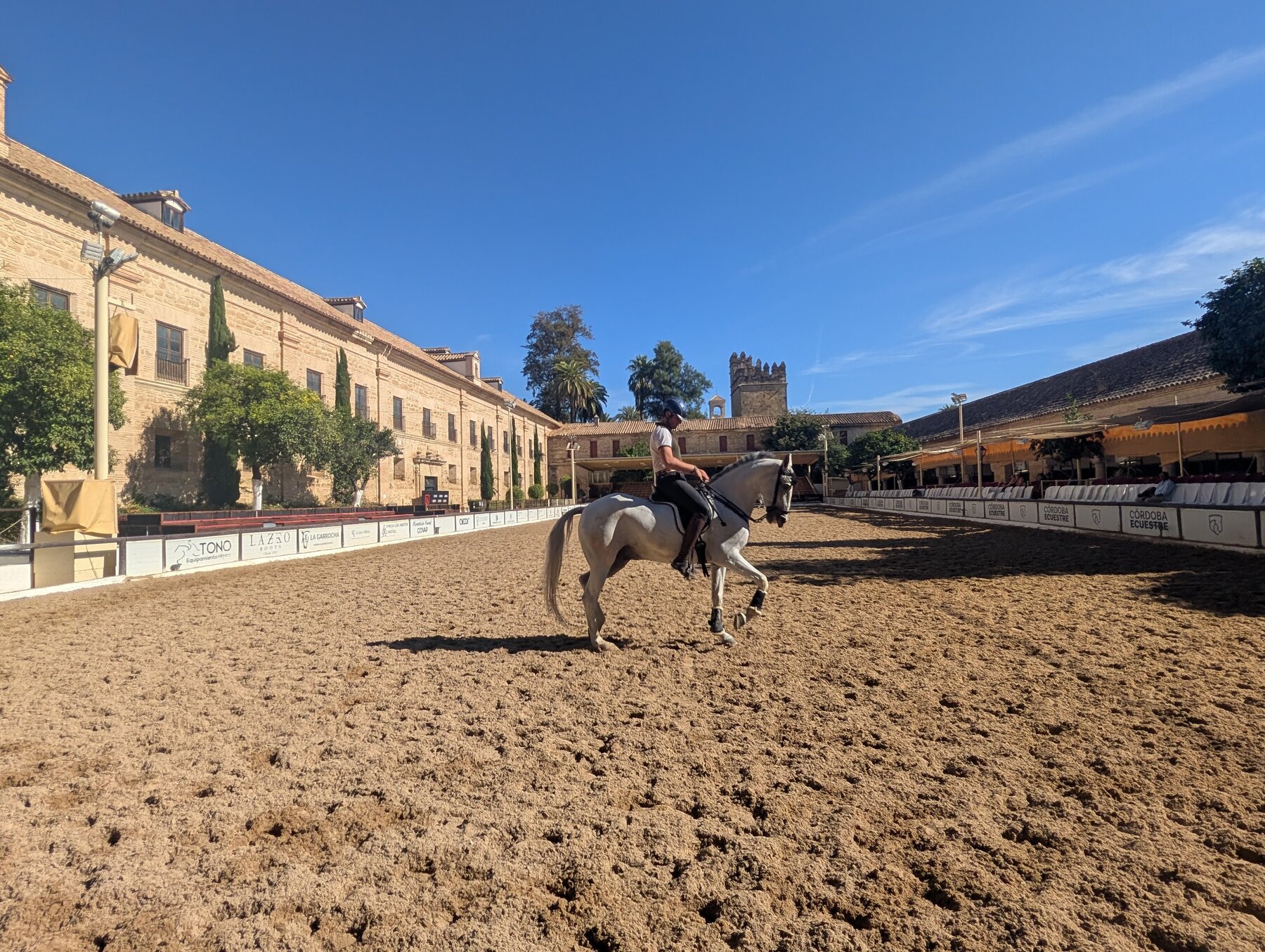 Spirited Andalusian horse practicing its steps