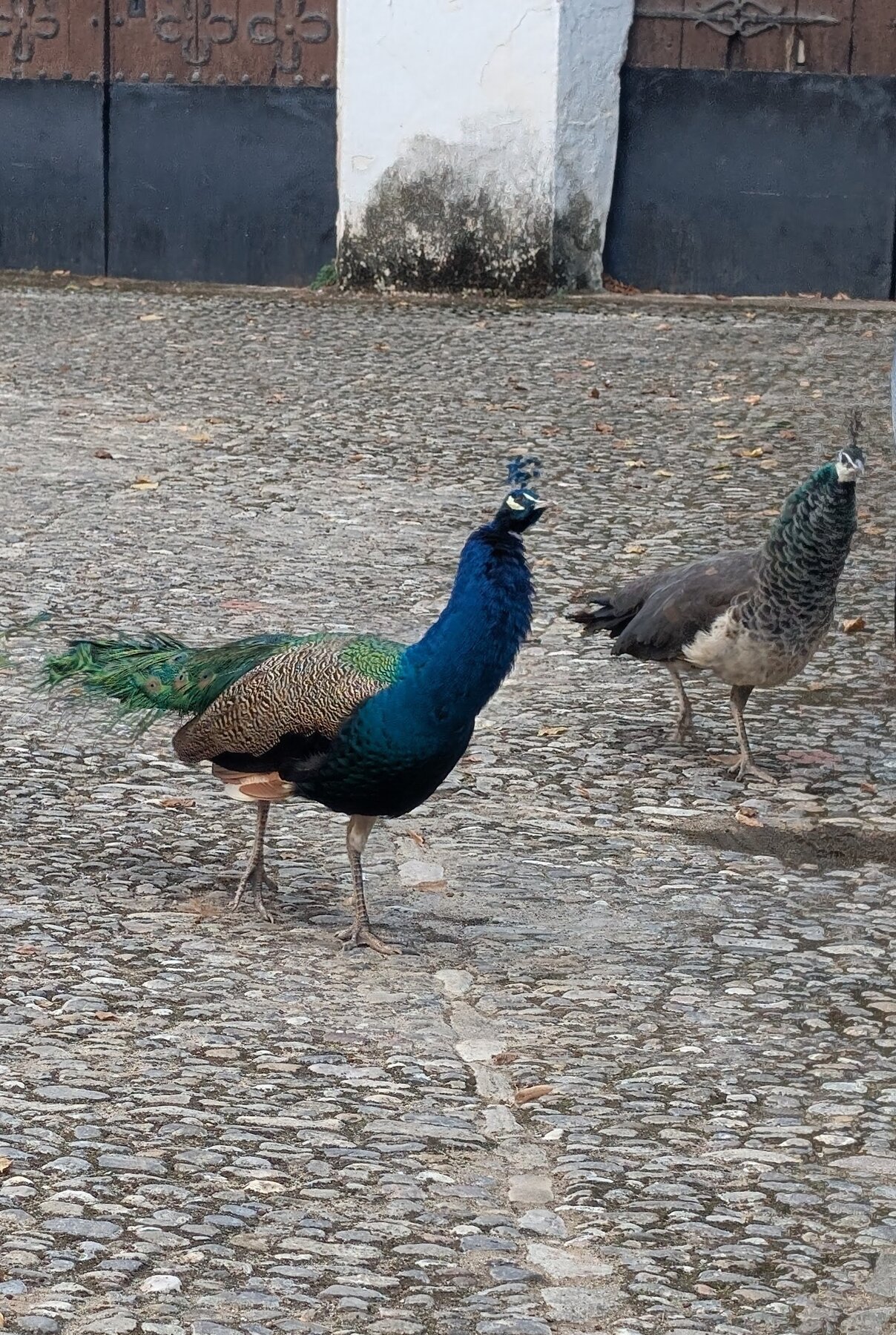 We have no idea how common peacocks are in Ronda, but this male had 5 or 10 hens in his group, all busily eating bugs.