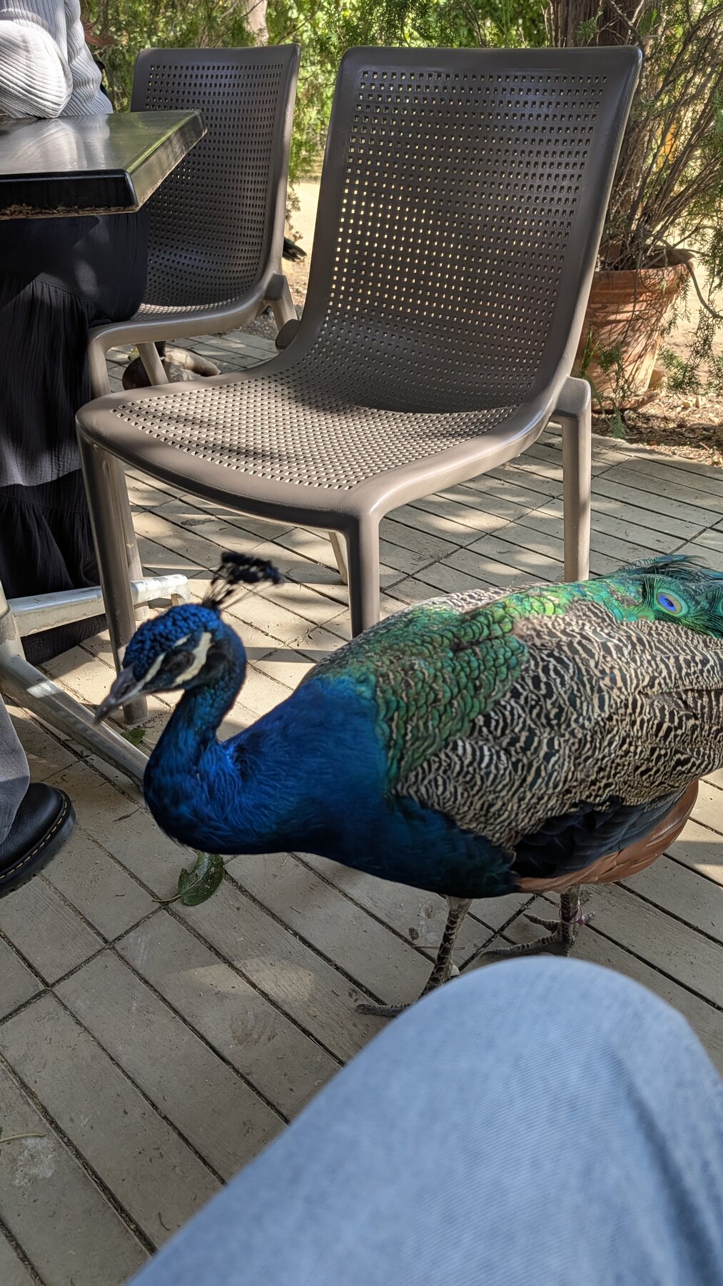 Not sure I've ever been quite this close to a peacock (yes, that's my knee).